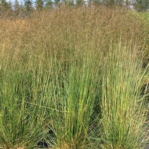 Deschampsia cesp. 'Bronzeschlier'