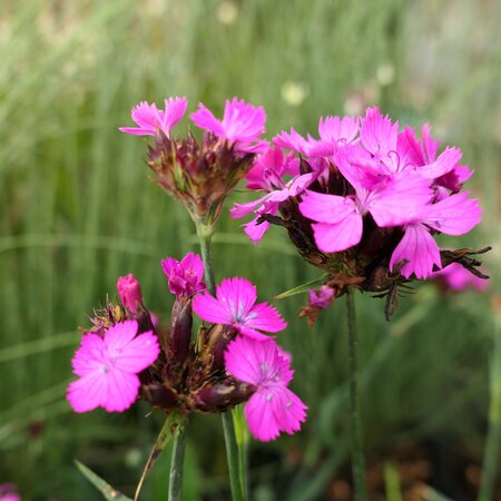 Dianthus carthusianorum