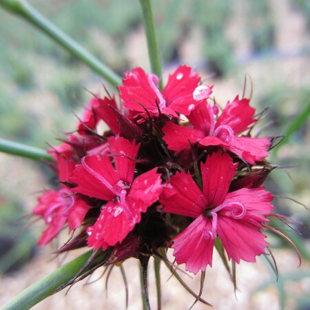 Dianthus cruentus