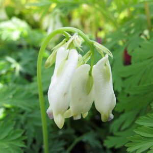 Dicentra formosa Aurora Flower