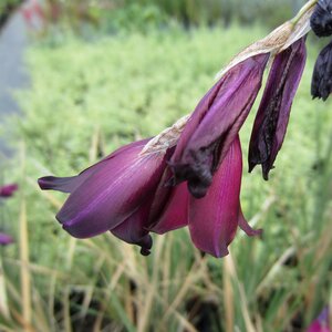 Dierama pulcherrimum 'Blackbird'