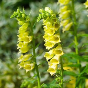 Digitalis lutea