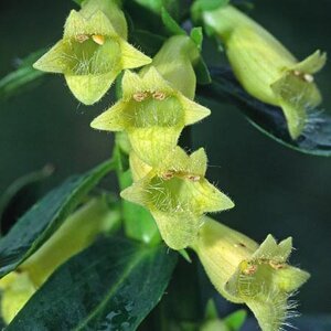 Digitalis lutea