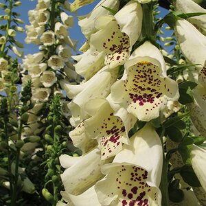 Digitalis purpurea Dalmation Cream