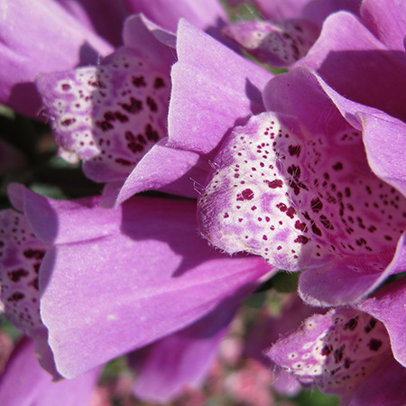 Digitalis purpurea Dalmation Purple