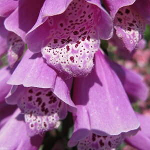 Digitalis purpurea Dalmation Purple