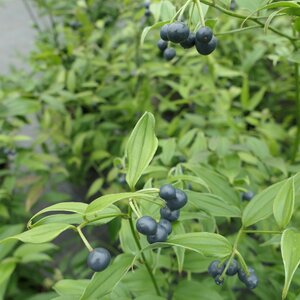 Disporum longistylum 'Night Heron'