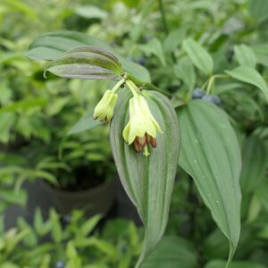 Disporum longistylum 'Night Heron'