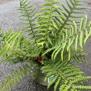 Dryopteris affinis