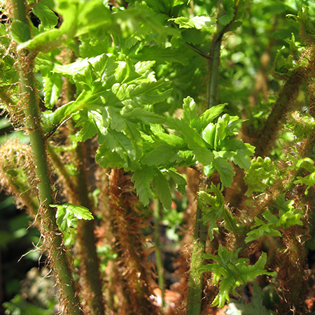 Dryopteris affinis cristata The King