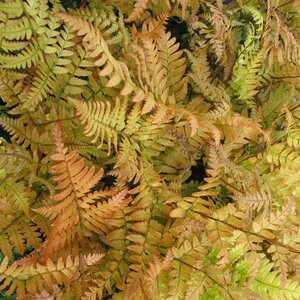 Dryopteris erythrosora 3 litre