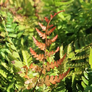 Dryopteris erythrosora Compacta