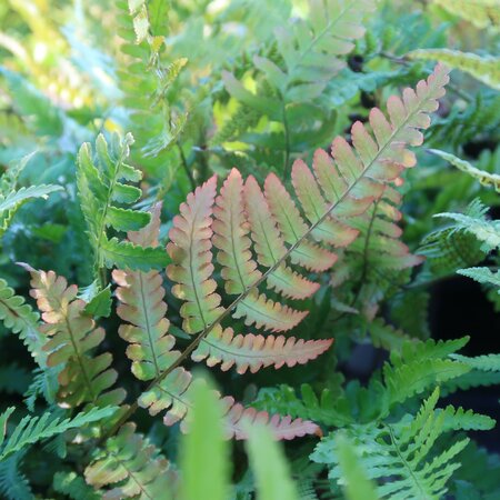 Dryopteris erythrosora Compacta