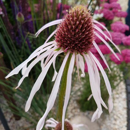 Echinacea pallida 'Hula Dancer'