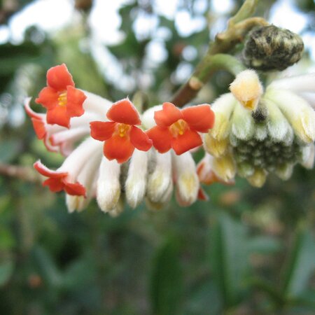 Edgeworthia chrysantha 'Red Dragon'