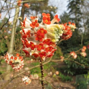 Edgeworthia chrysantha 'Red Dragon'