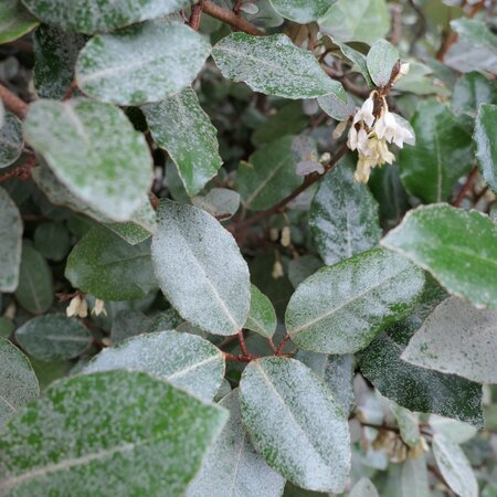 Elaeagnus ebbingei 'Compacta'