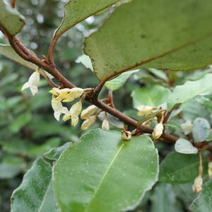 Elaeagnus ebbingei 'Compacta'