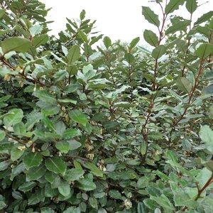 Elaeagnus ebbingei 'Compacta'