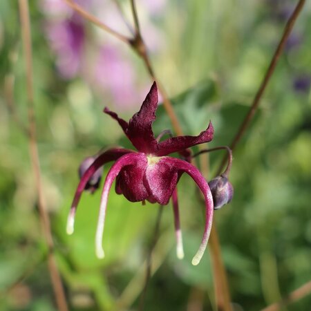 Epimedium Red Maximum Flower