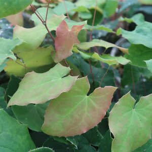 Epimedium Red Maximum Foliage