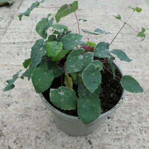 Epimedium Red Maximum