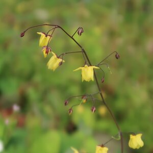 Epimedium 'Sunny and Share' - image 1