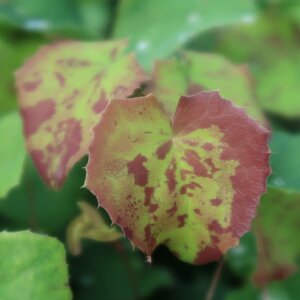 Epimedium 'Sunny and Share' - image 2