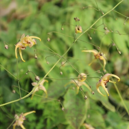 Epimedium wushanense Caramel Flower