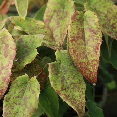 Epimedium wushanense Caramel Foliage