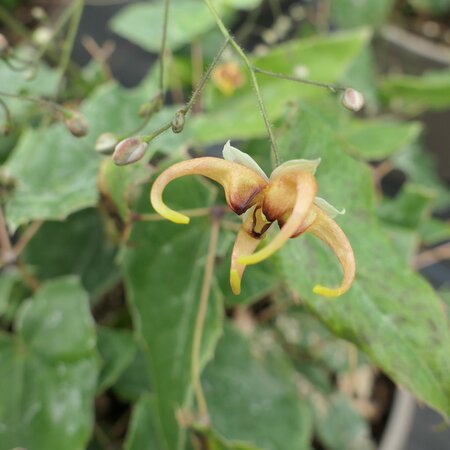 Epimedium wushanense Caramel