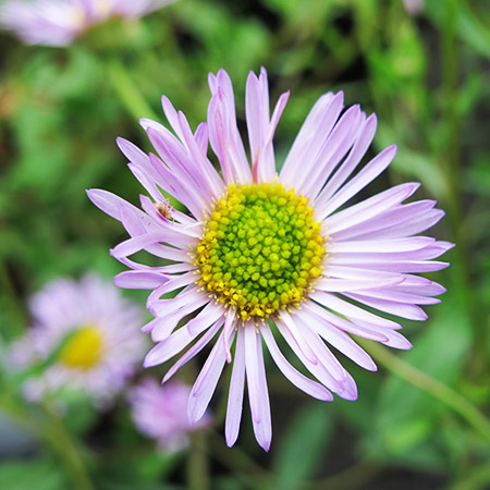 Erigeron karv Lavender Lady