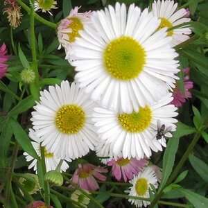 Erigeron karvinskianus (syn Profusion) - image 2