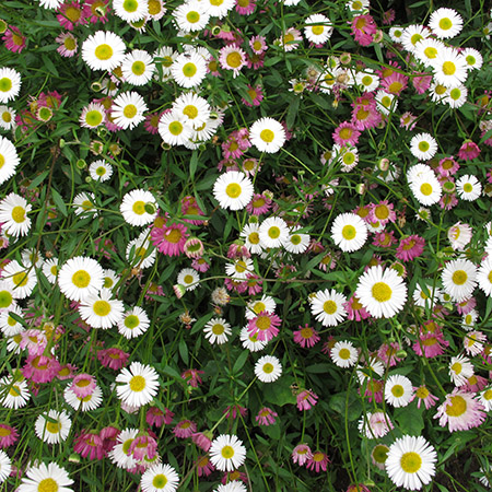 Erigeron karvinskianus (syn Profusion) - image 1