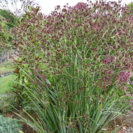 Eryngium pandanifolium Physic Purple