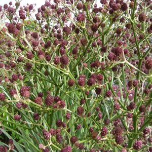 Eryngium pandanifolium Physic Purple