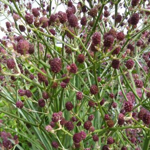 Eryngium pandanifolium Physic Purple