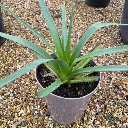 Eryngium pandanifolium Physic Purple