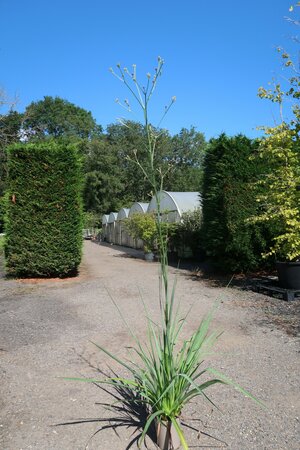 Eryngium pandanifolium Physic Purple