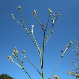 Eryngium pandanifolium Physic Purple