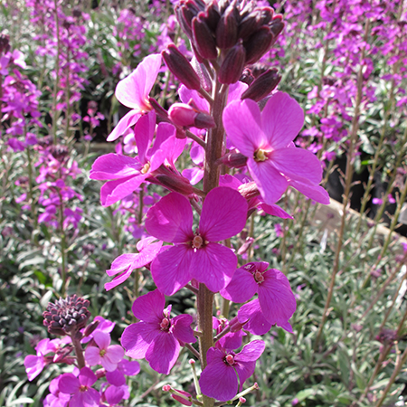 Erysimum Bowles's Mauve