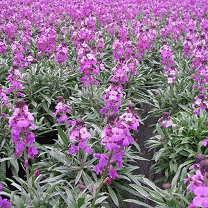 Erysimum Bowles's Mauve