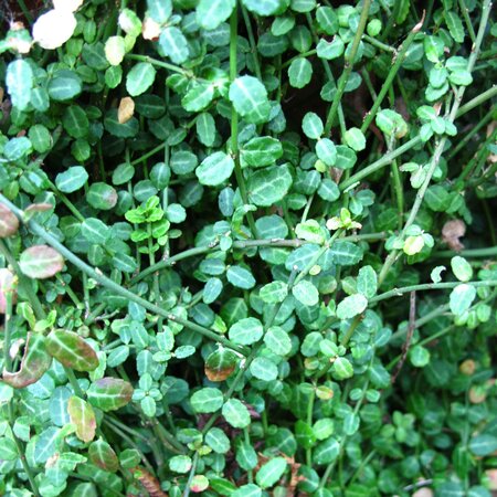 Euonymus fortunei 'Kewensis'