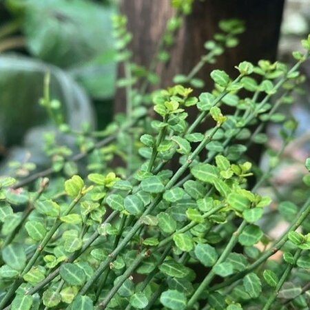 Euonymus fortunei 'Kewensis'