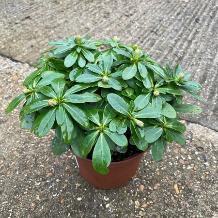 Euphorbia amygdaloides robbiae 2.5 litre January