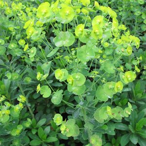 Euphorbia amygdaloides robbiae