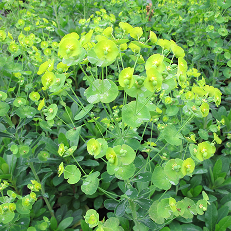 Euphorbia amygdaloides robbiae