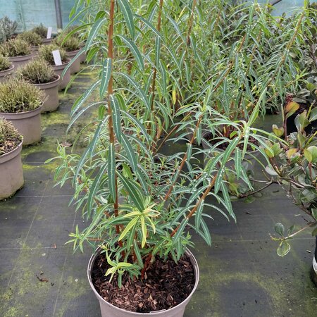 Euphorbia ceratocarpa 5 litre January