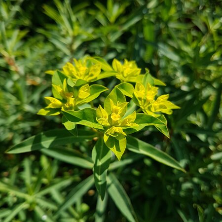 Euphorbia ceratocarpa