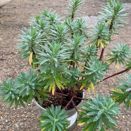 Euphorbia Black Pearl